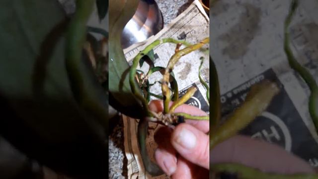 Фаленопсисы реанимашки Маэстро и Лаванда от Танюши смотреть онлайн