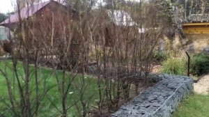 Моя бесплатная живая изгородь. Часть 3. Осень