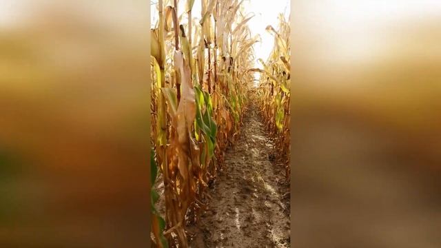 А вы знаете откуда кукуруза?! Cornfield смотреть онлайн