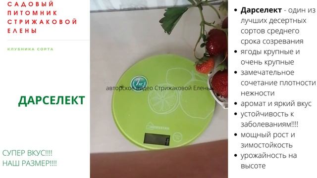 ДАРСЕЛЕКТ - ПРОВЕРЕННЫЙ СОРТ ВКУСНЕЙШЕЙ КЛУБНИКИ смотреть онлайн