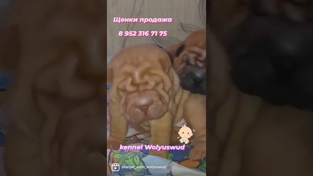 щенки шарпея продажа 89523167175 смотреть онлайн