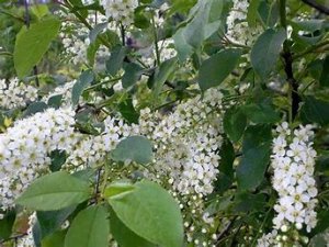 Стелла джанни черемшина.mp4