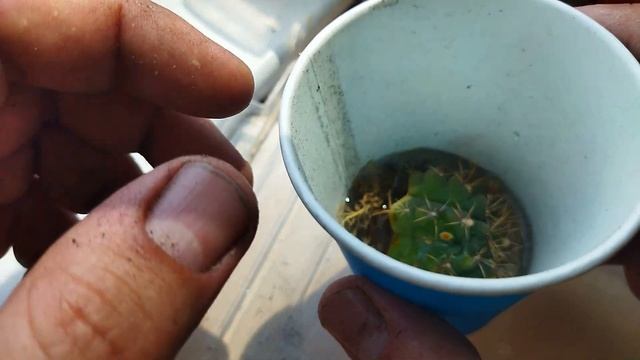 Грибок на кактусе. Болезни кактусов. Уход за кактусом. смотреть онлайн