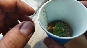 Грибок на кактусе. Болезни кактусов. Уход за кактусом.