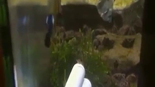 Очень красивые Гуппи Панда / Very beautiful Guppies are Panda смотреть онлайн