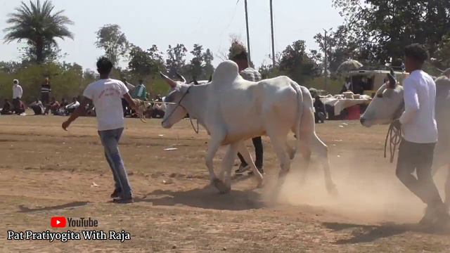 rehan patel ari maharaja bail | racing bulls | ox race in india | bailgada sharyat | indian cow смотреть онлайн