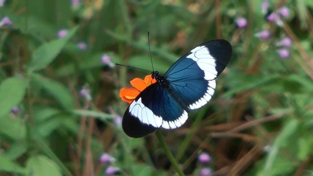 Heliconius sapho смотреть онлайн