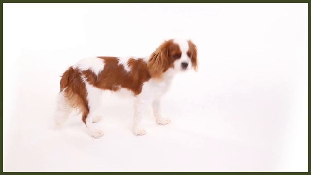 5 Amazing Facts About The CAVALIER KING CHARLES SPANIEL смотреть онлайн