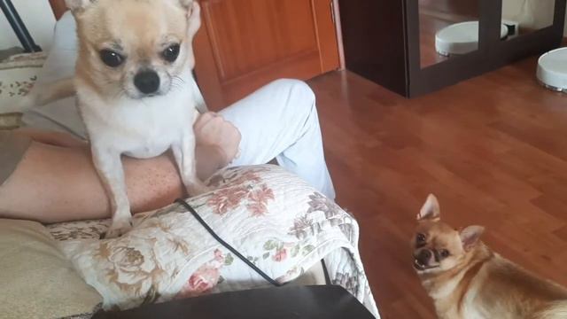Нашли способ предотвратить конфликт. Косточка и чихуахуа. смотреть онлайн