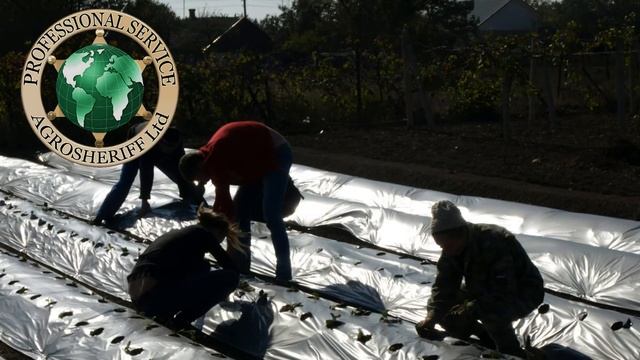 Мульчирующая пленка и земляника смотреть онлайн