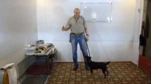 Как выбрать щенка ягдтерьера