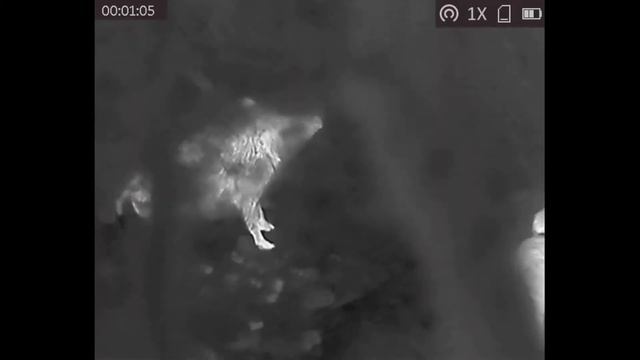 Prueba de sensibilidad del Monocular térmico HIKMICRO LYNX PRO LH25 | Visión térmica | El Caldén смотреть онлайн