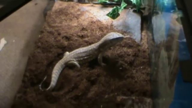 savannah monitor devouring 4 mice смотреть онлайн