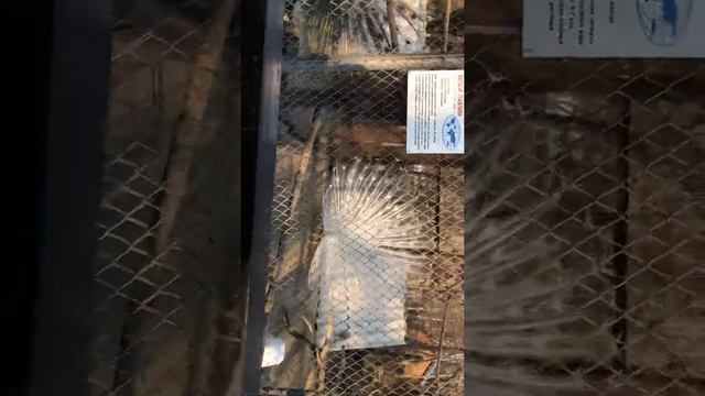 Павлин- альбинос смотреть онлайн