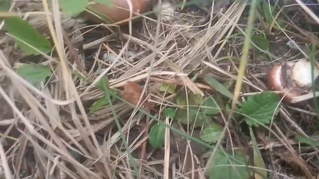 Сбор осенних маслят смотреть онлайн