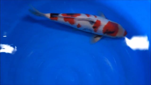 Male Momotaro Lion Queen 9 Months