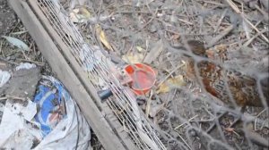 Автоматические чашечные поилки для птицы