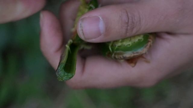 OSTRICH FERN fiddlehead. Identification, taste and preparation (Matteuccia struthiopteris) смотреть онлайн
