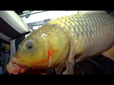 ДЕНЬ И НОЧЬ НА ДОНКИ КРОКОДИЛ! РЫБАЛКА НА САЗАНА С НОЧËВКОЙ смотреть онлайн