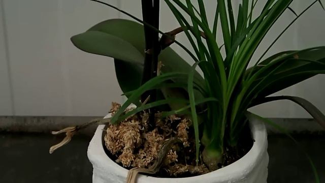 Phalaenopsis orchid смотреть онлайн