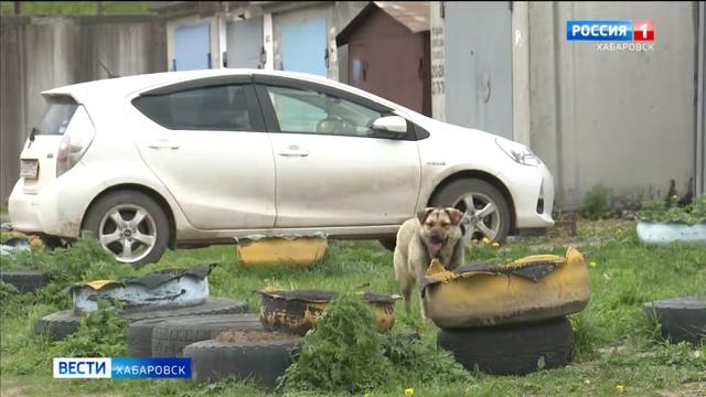 Финансирование отлова бездомных животных в Хабаровске планируют возобновить в сентябре смотреть онлайн