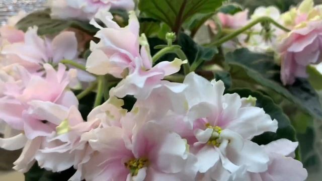 Прекрасный и шикарный сорт РМ-Шопен! смотреть онлайн