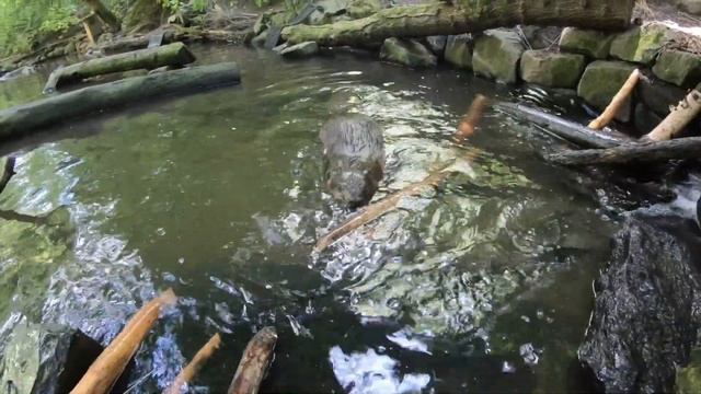 Beavers Maple And Filbert Build A Dam смотреть онлайн