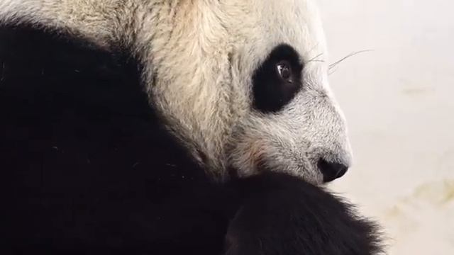 Самка большой панды (Ailuropoda melanoleuca) по имени Диндин с детенышем смотреть онлайн