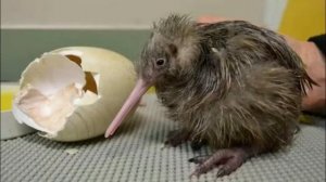 КИВИ?/Птицы/Животные/Интересные факты