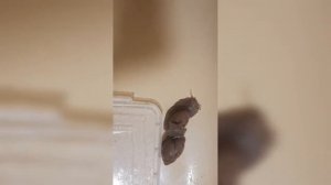 как избавиться от глистов у улиток?#ахатина #ахатины #улитка #блог #улитка_ахатина_продам#архахатин