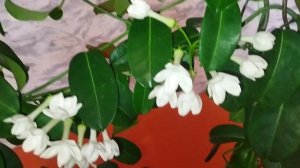 Стефанотис уход. Мадагаскарский жасмин уход в домашних условиях.