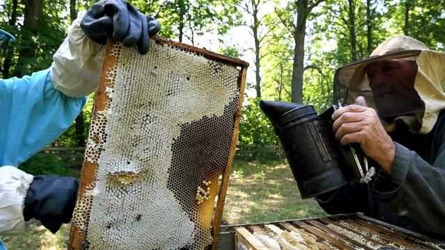 RUSSIAN Tatars harvesting honey using the OLD method. Summer in Tatarstan смотреть онлайн