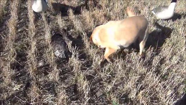 Открытие охоты на гусей и уток. Hunting honkers in Saskatchewan. смотреть онлайн