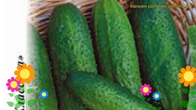 Огурец Орфей F1 (Огурец). Краткий обзор, описание характеристик, где купить семена cucumis sativus смотреть онлайн