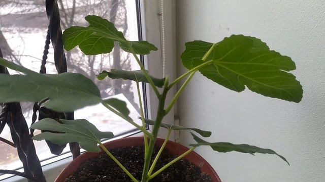 Інжир або фіга смотреть онлайн