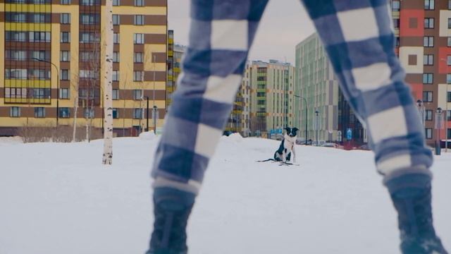 Зимние прогулки и тренировки с щенком бордера. Первая зима | бордер колли Веспер 5-8 месяцев смотреть онлайн