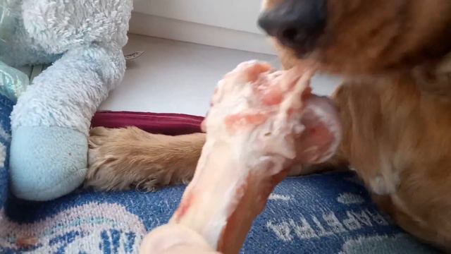 Сёма говорит НЯМ-НЯМ и не отдает КОСТЬ. Английский кокер спаниель. смотреть онлайн