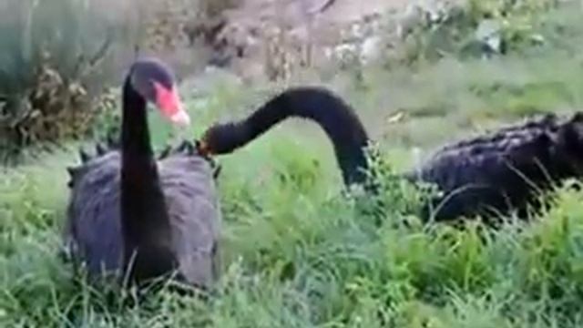 Черные лебеди смотреть онлайн