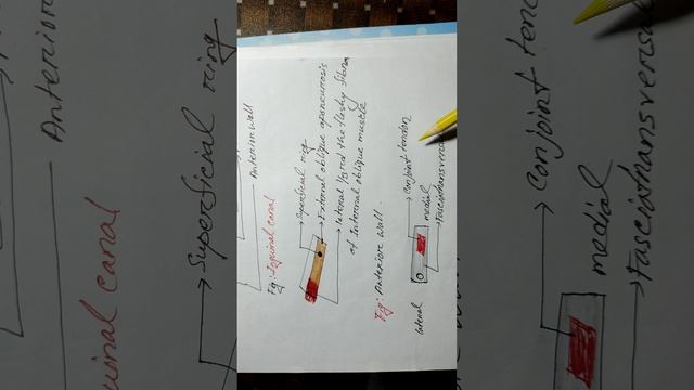 Anatomy Of Inguinal Canal, Inguinal Ligament, Inguinal Lymph Nodes And Hernia Lecture In Bangla смотреть онлайн