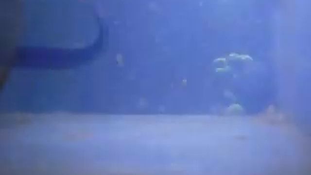Diademichthys lineatus смотреть онлайн