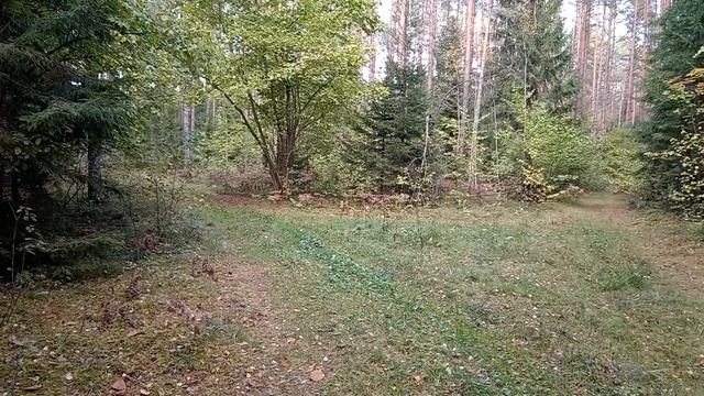 Лес в Беде не бросит,ТРУДОВАЯ ГРИБАЛКА. О Грибах,Природе и Медитации.Пятничное ПУТЕШЕСТВИЕ В ЛЕС смотреть онлайн