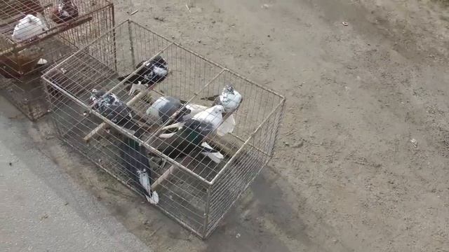 Ярмарка голубей и декоративной птицы, пгт Ольховатка Воронежской области, 09.04.2022г. смотреть онлайн