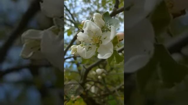 Русский север, песня Виктории Андреевой, вокал мой смотреть онлайн