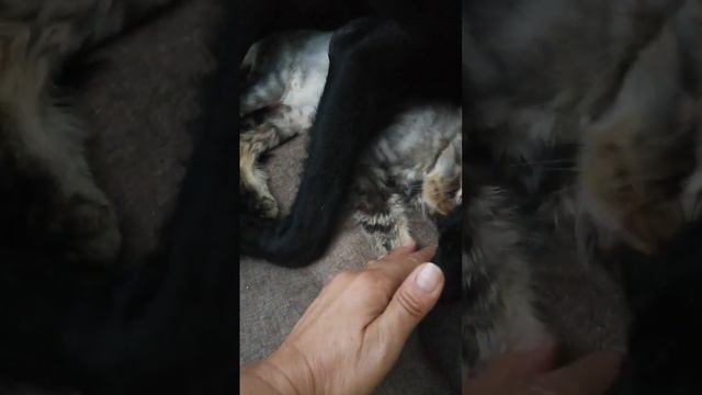 Какую привезли, какой становится - ВСЁ идёт из семьи! смотреть онлайн