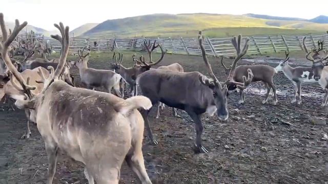 Всемирный день животных. Момский улус Якутии. Олени. Видео 6 смотреть онлайн