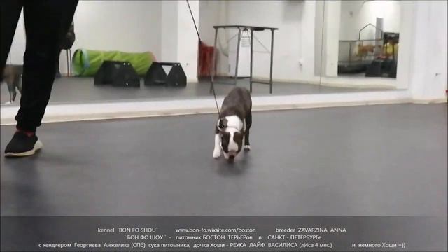 Зянятия ЛИСА и Хоши