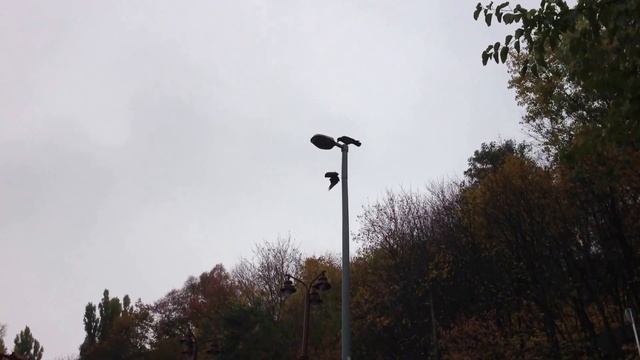 Ворона и голуби