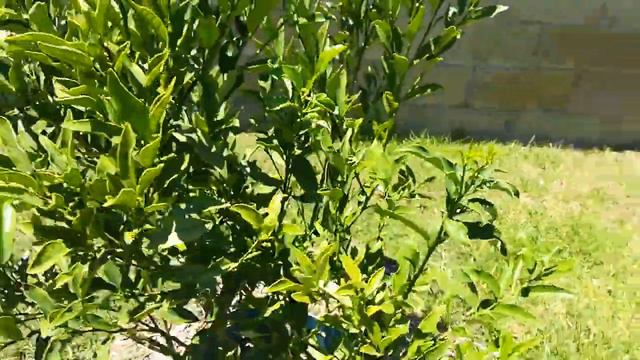 La Palma Garden Tour July 21, 2020 смотреть онлайн