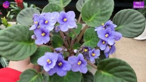 Никогда НЕ ПОКУПАЙТЕ ЭТИ ФИАЛКИ если НЕ ХОТИТЕ ПРОБЛЕМ!  3 причины ОТКАЗАТЬСЯ от фиалок с магазина!