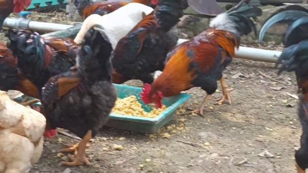 Đàn gà trong sân, con gà trong vườn, Nhạc thiếu nhi remix sôi động